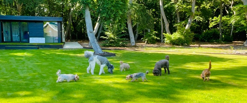 K9 Ventures grounds