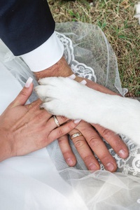 hands and paw