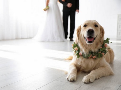 dog part of wedding